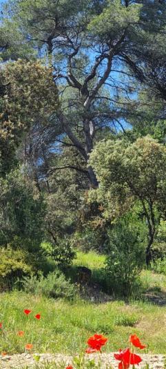 Les Bois De Zola Entre Provence Et Luberon Aparthotel Saint-Esteve-Janson Стая снимка